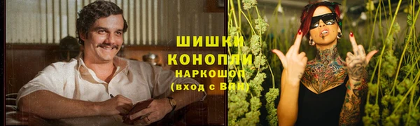 прущие грибы Бердск